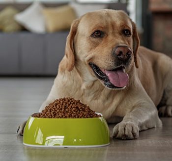 Alimento para Perros